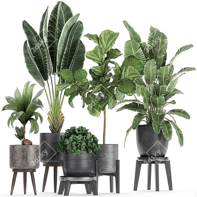 Exotic Plant Collection in Black Pots 3D model image 1