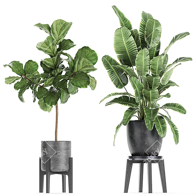 Exotic Plant Collection in Black Pots 3D model image 3