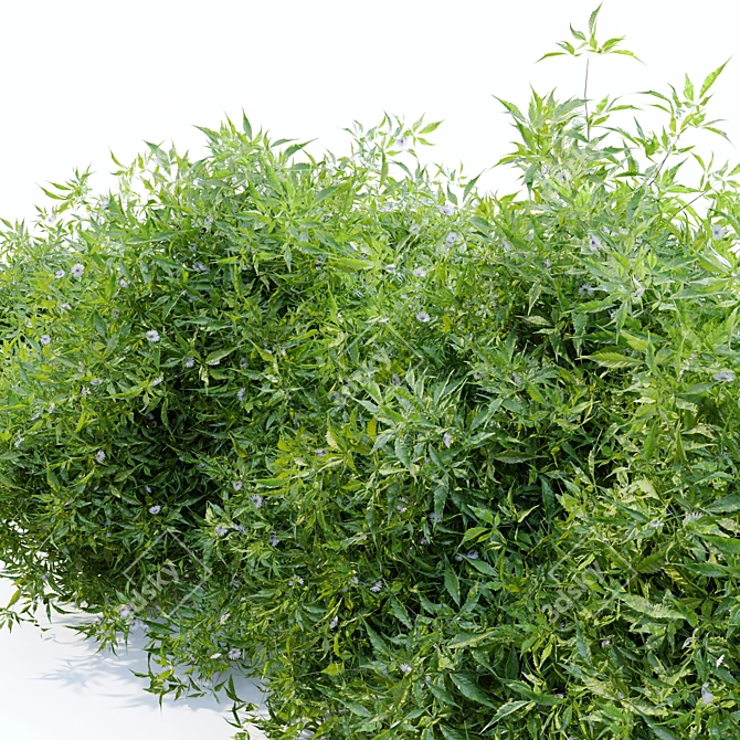 Flourishing Bush - 1.2m Height 3D model image 3