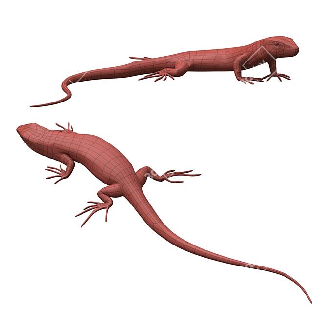 European Wall Lizard - 5 Dynamic Poses 3D model image 1