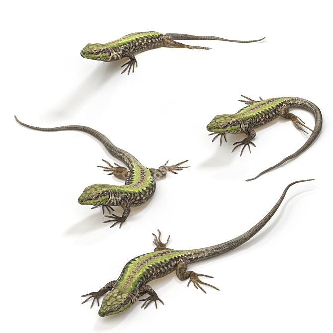 European Wall Lizard - 5 Dynamic Poses 3D model image 2