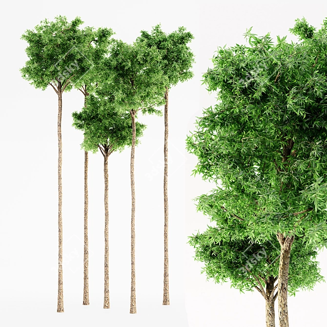Lush Flooded Gum Tree Set 3D model image 1