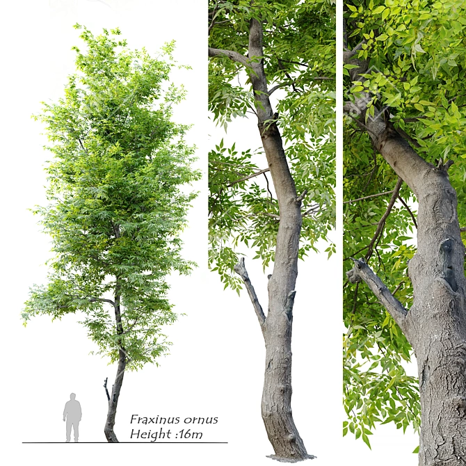 Flowering Ash Tree - Fraxinus Ornus 3D model image 1