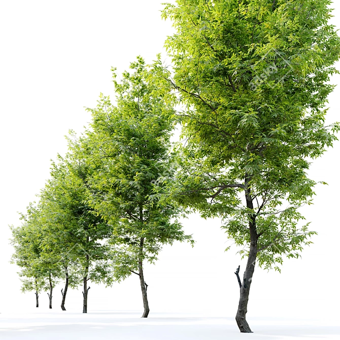 Flowering Ash Tree - Fraxinus Ornus 3D model image 2