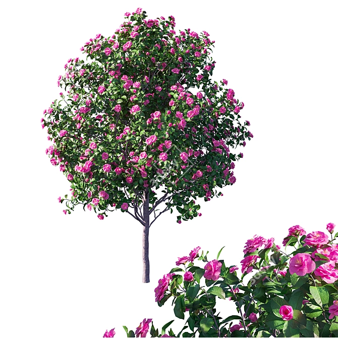 Camellia Japonica 3D Model+Corona Render 3D model image 1