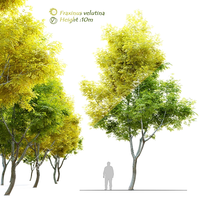 Stunning Fraxinus Velutina: Arizona Ash 3D model image 1