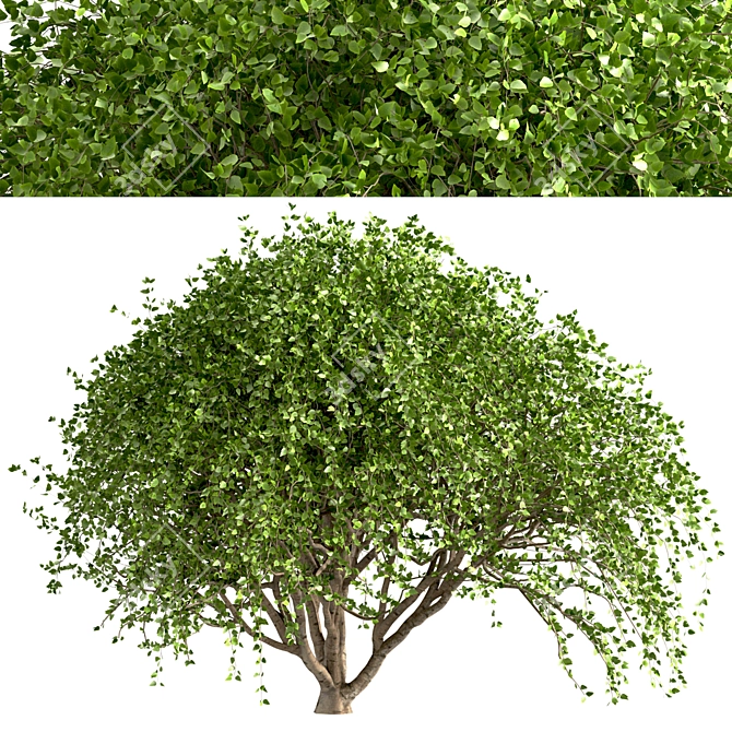 Weeping White Mulberry Trees: Ornamental & Fruitful 3D model image 4