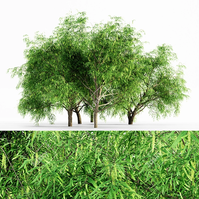  Honey Mesquite Forest: 5 Majestic Trees 3D model image 1