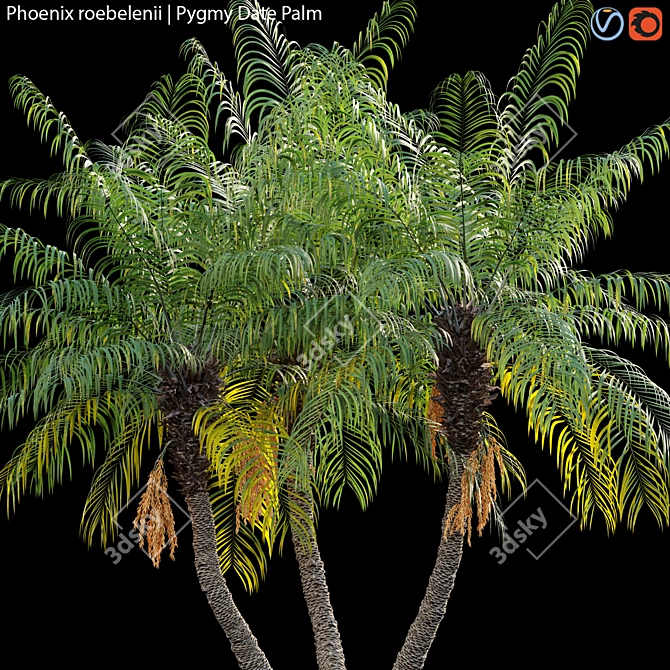 Tropical Palm Tree - 3D Models 3D model image 2