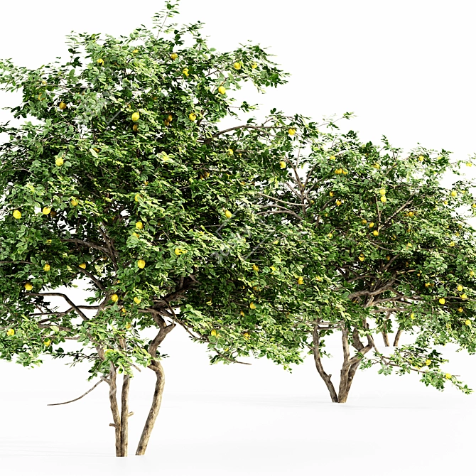 Tall and Lush Lemon Tree - Set of 5 3D model image 3