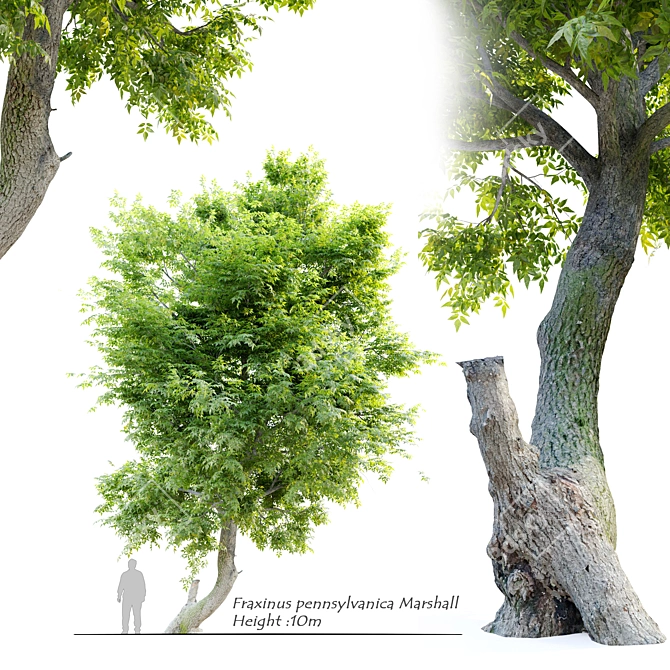 Seedless Green Ash Tree - Fraxinus Pennsylvanica 3D model image 1