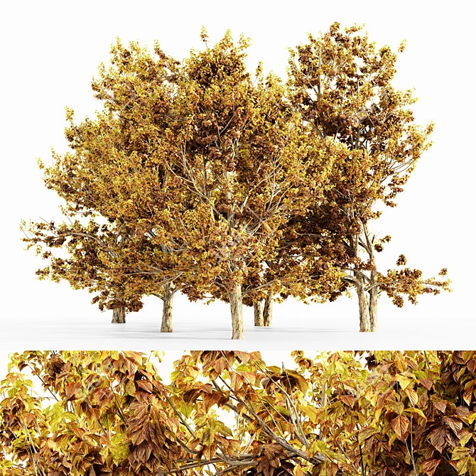 Korean Stewartia_Fall Tree Collection 3D model image 1