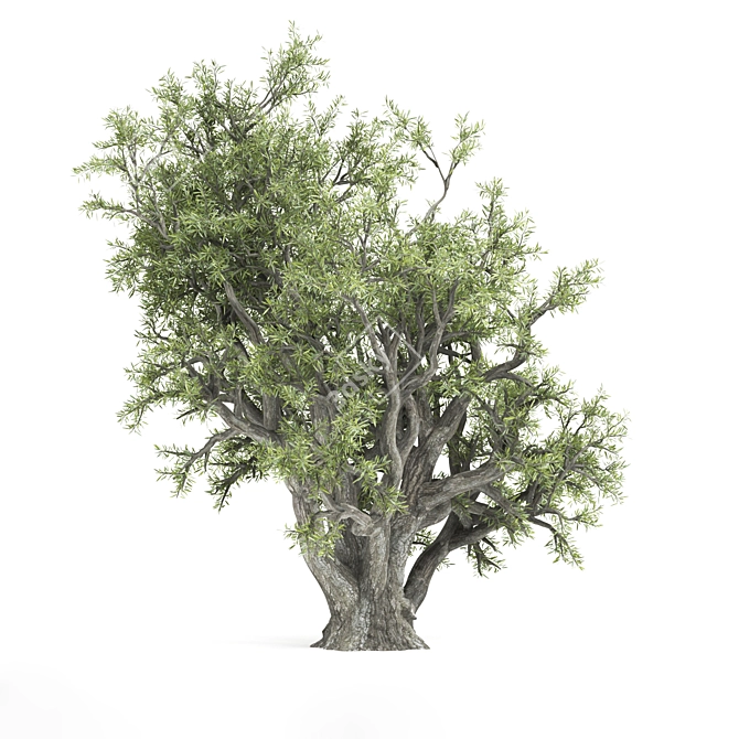 Authentic Old Olive Tree 3D model image 2