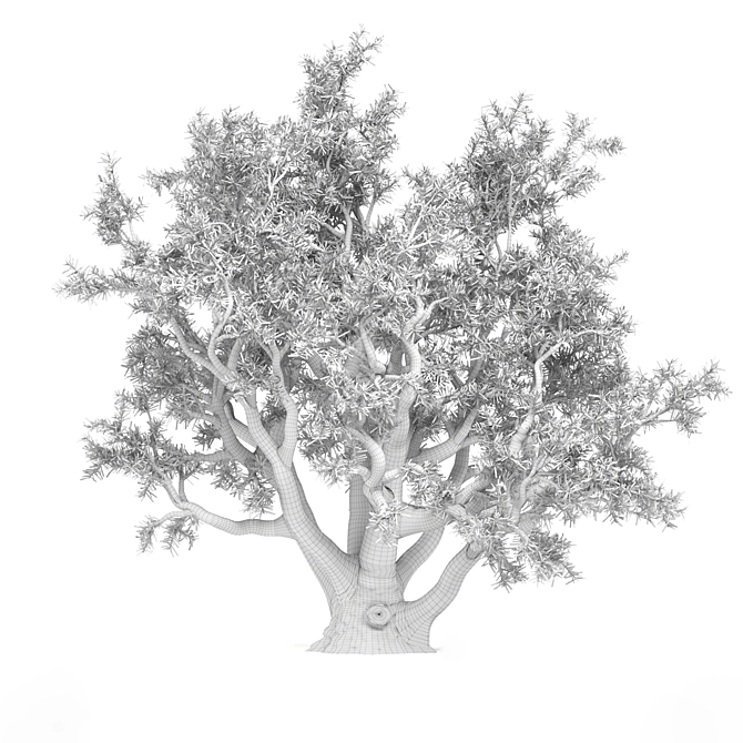 Authentic Old Olive Tree 3D model image 3