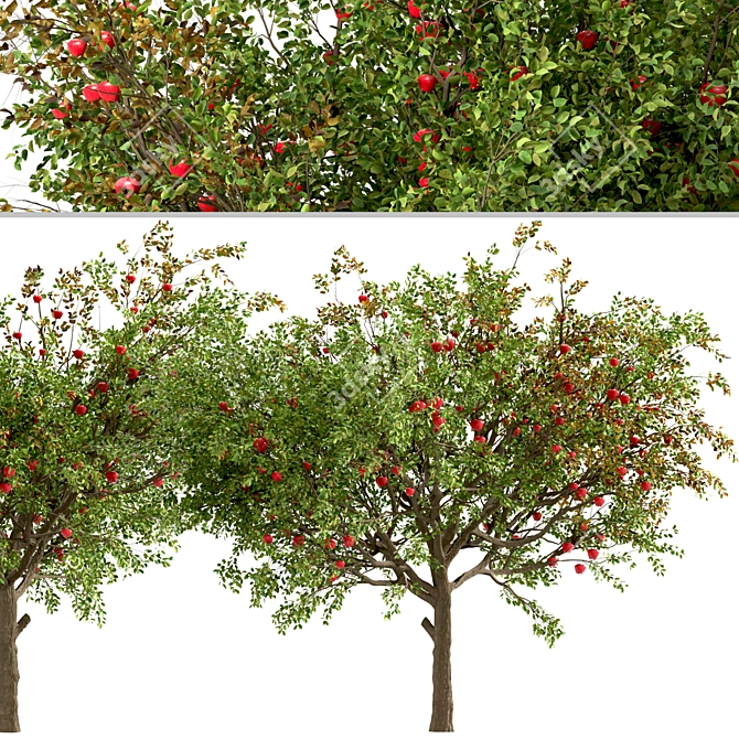 Dual Apple Tree Set 3D model image 5