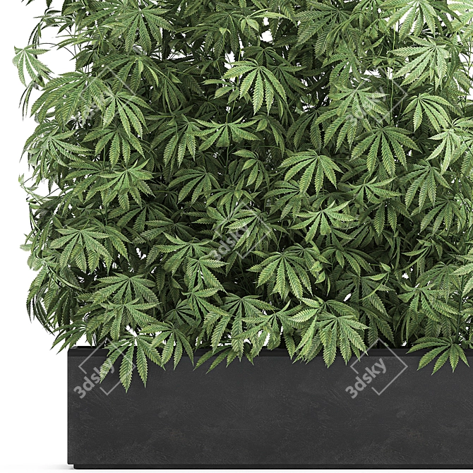 Black Pot Cannabis Collection 3D model image 2