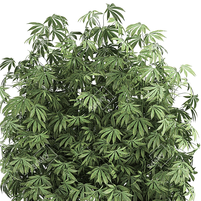 Black Pot Cannabis Collection 3D model image 3