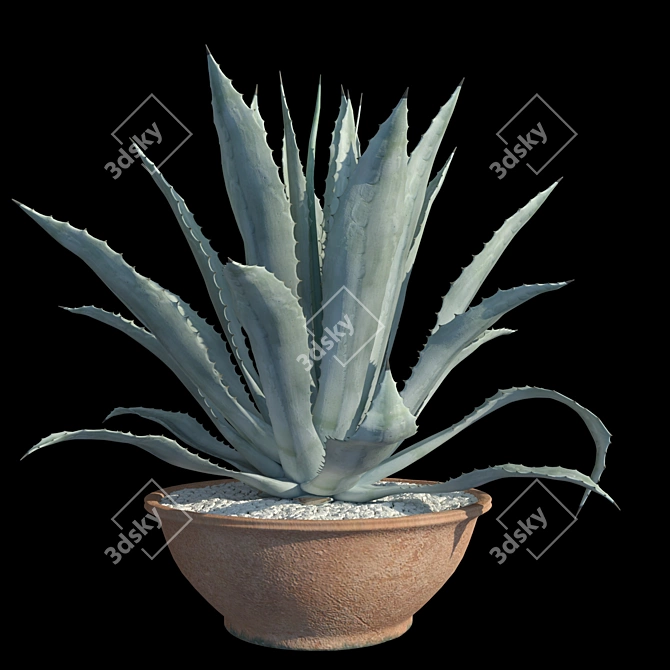 Title: American Blue Agave: Stunning Potted Plant 3D model image 3