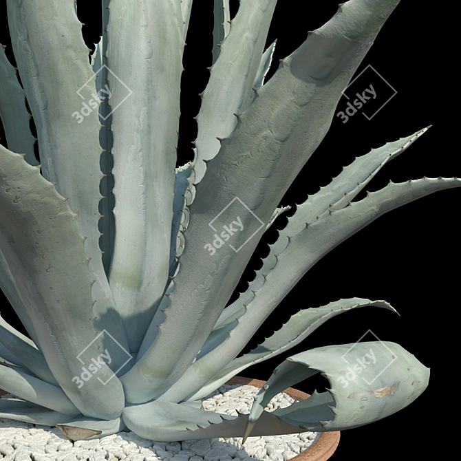 Title: American Blue Agave: Stunning Potted Plant 3D model image 5