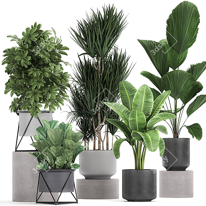 Exotic Plant Collection: Schefflera, Banana Palm & More 3D model image 1