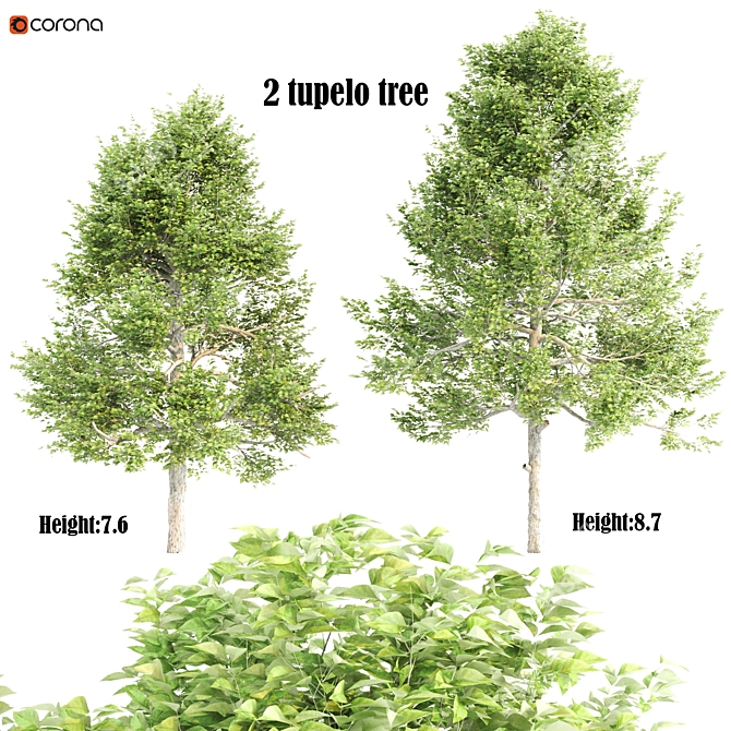 Twin Tupelo Trees: 731,599 & 641,718 3D model image 1