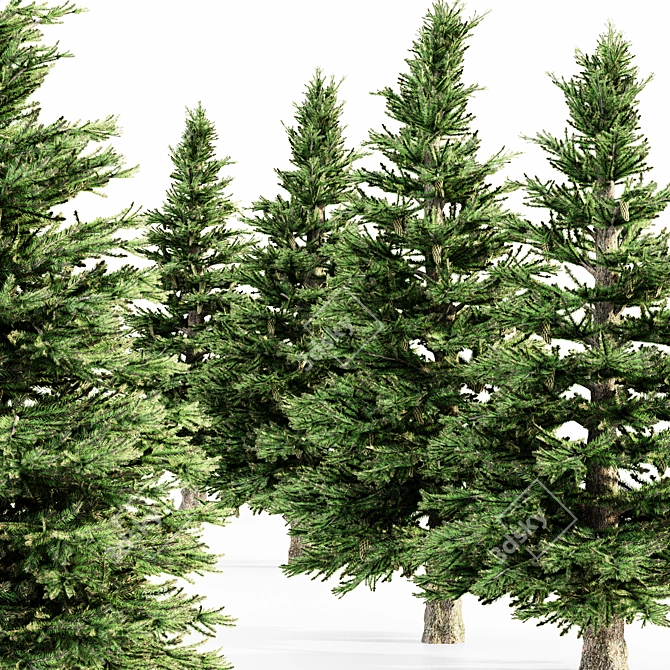 5-Tree Set of Norway Spruce 3D model image 1