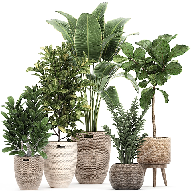 Exotic Plant Collection: Banana Palm, Ravenala, Strelitzia- Outdoor/Indoor 3D model image 1