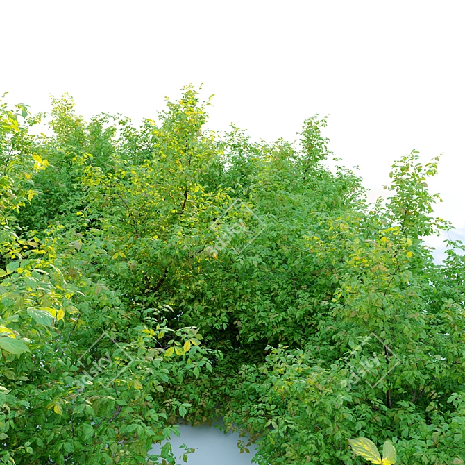 Japanese Spiraea Bush - 1m Height 3D model image 3