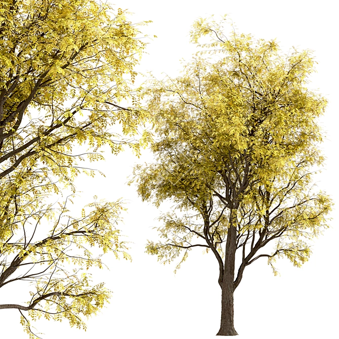 Frisia Black Locust Trees: Vibrant Yellow-Green Leaves, 2-Pack 3D model image 5