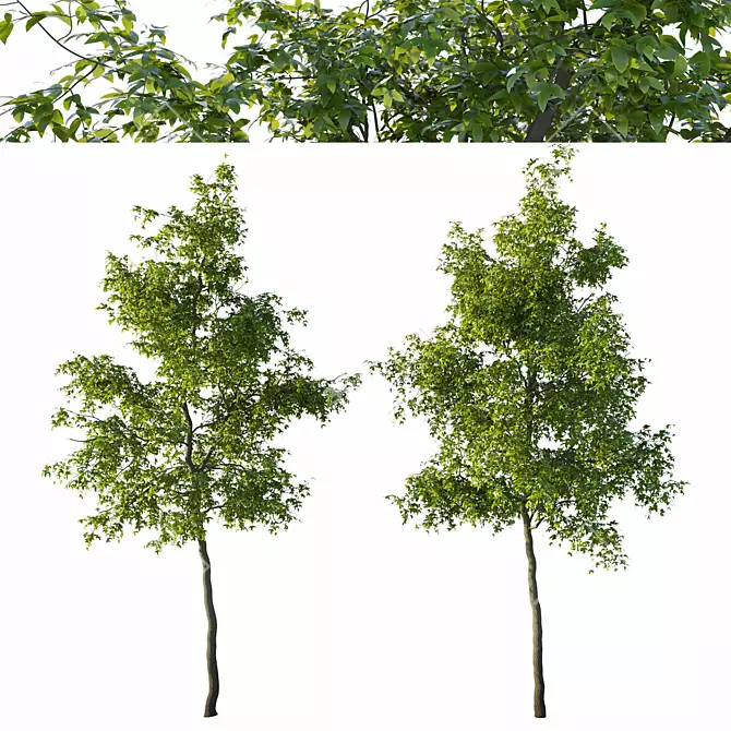 Pennsylvania Ash Tree Pair with Stunning Polycounts 3D model image 1