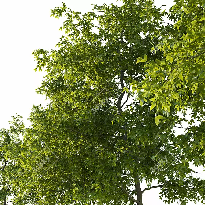 Pennsylvania Ash Tree Pair with Stunning Polycounts 3D model image 2