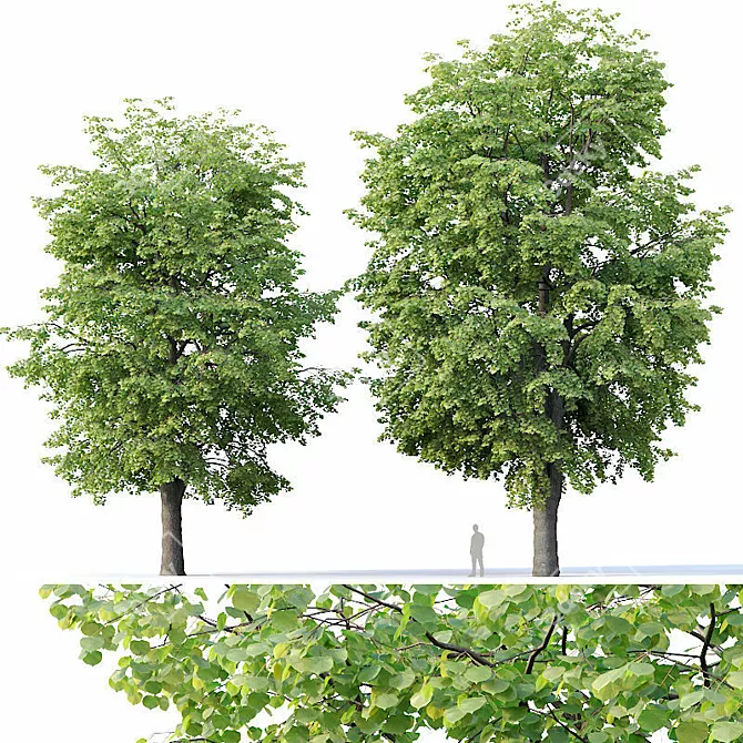 Tilia europaea 16,18m - Two Detailed Trees 3D model image 1