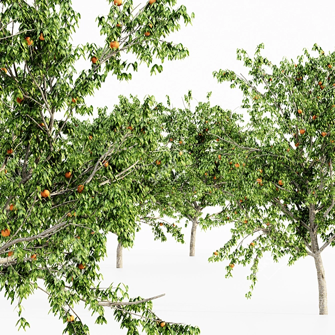  Peach Tree Bundle: Luscious Heights for Your Forest Garden 3D model image 2