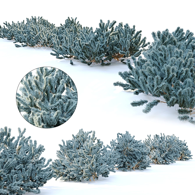 Picea pungens: Stunning Blue Spruce 3D model image 3