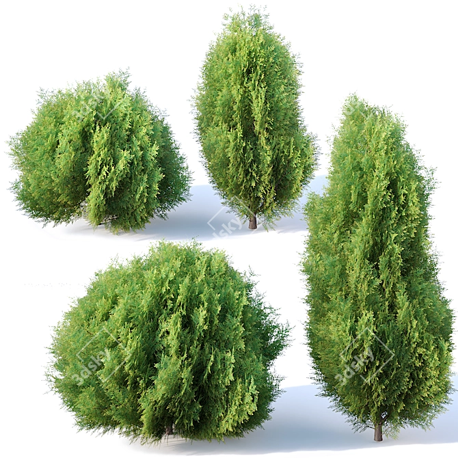  Oriental Arborvitae Set - 4 Bushes 3D model image 1