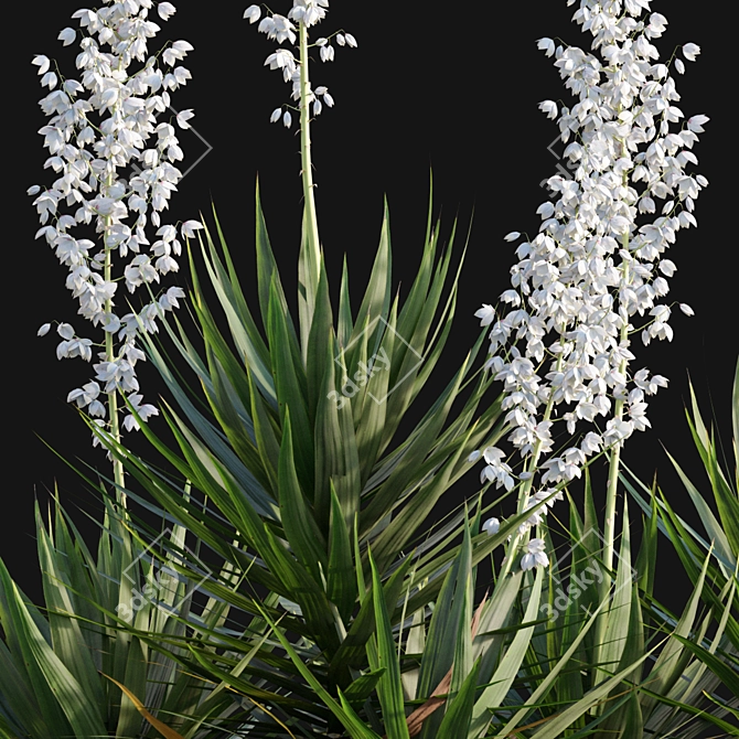 Yucca Gloriosa: Elegant Mound Lily 3D model image 2