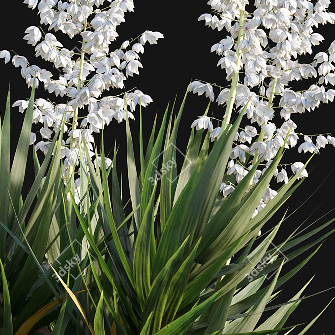 Yucca Gloriosa: Elegant Mound Lily 3D model image 3
