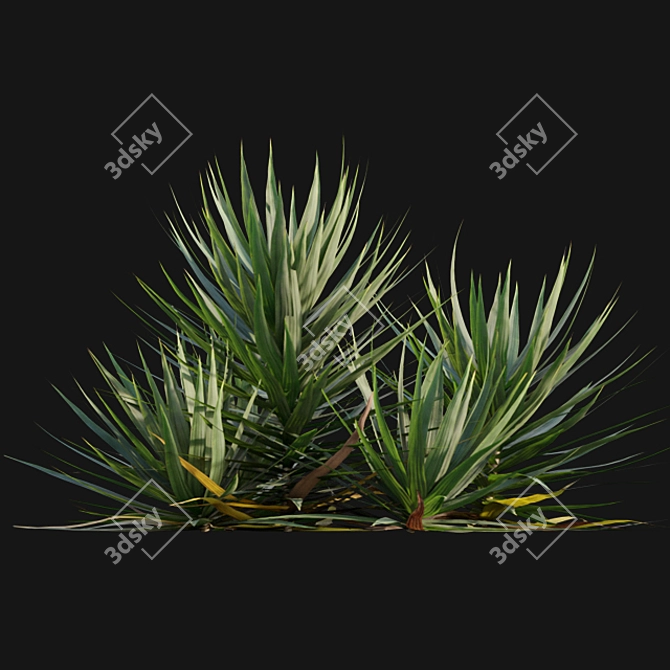 Yucca Gloriosa: Elegant Mound Lily 3D model image 5