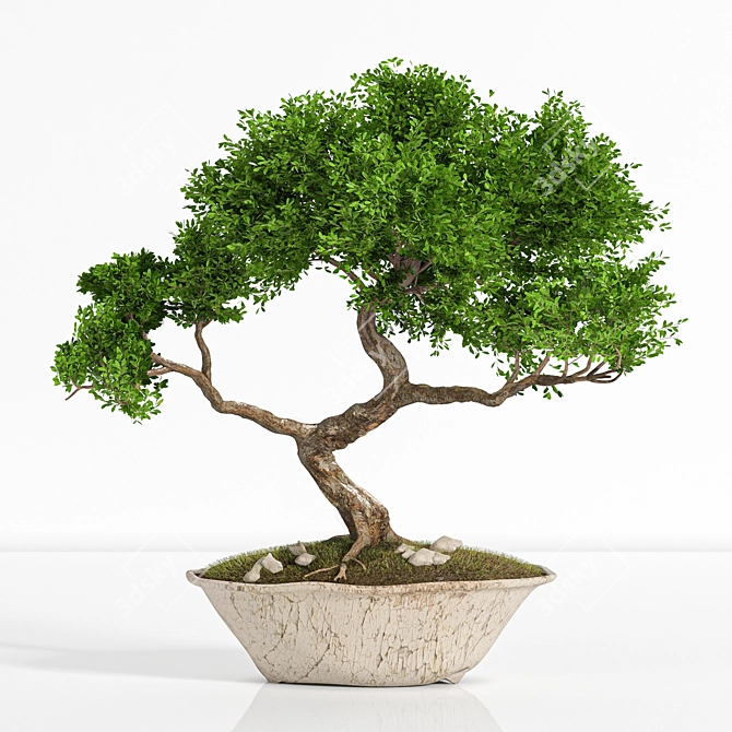 2015 Bonsai Plant - Premium Quality 3D model image 1