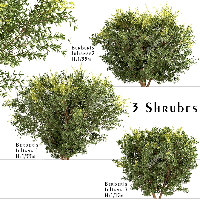 Wintergreen Barberry Trio: Beautiful Berberis julianae Shrubs 3D model image 1