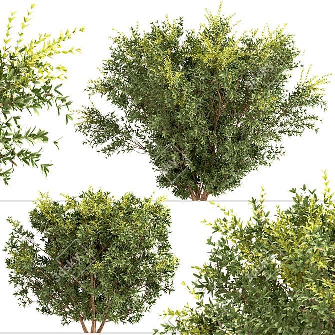 Wintergreen Barberry Trio: Beautiful Berberis julianae Shrubs 3D model image 5