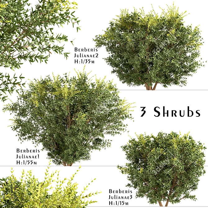 Wintergreen Barberry Trio: Beautiful Berberis julianae Shrubs 3D model image 6