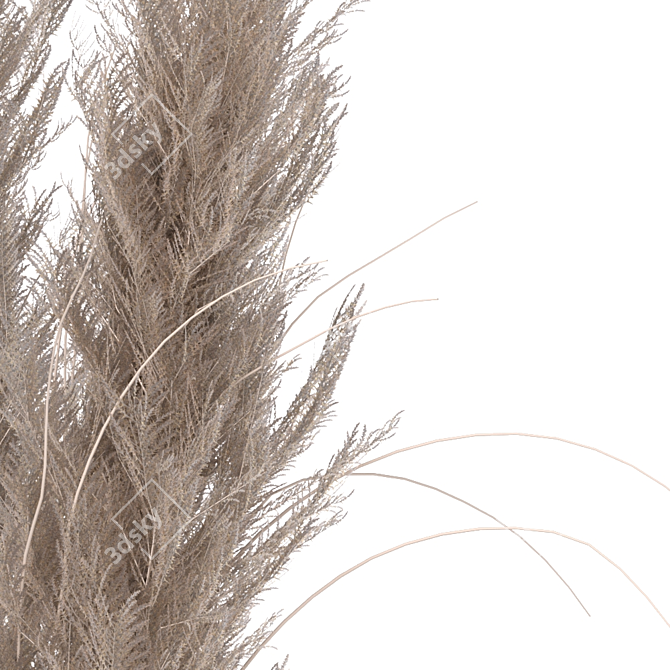 Elegant Dried Pampas Set 3D model image 12