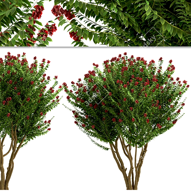 Dynamite Crepe Myrtle Trio: Burst of Color 3D model image 2