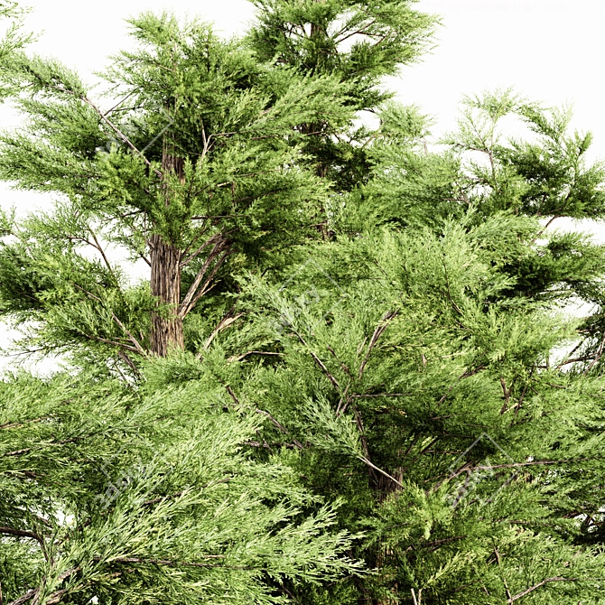  Majestic Western Red Cedar Tree 3D model image 2