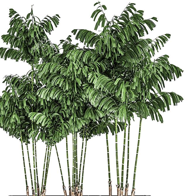 Tropical Plant Trio in Black Pots 3D model image 3