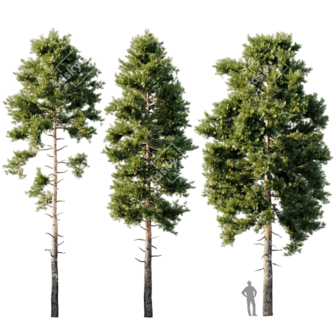 18m Pinus sylvestris Tree 3D model image 1