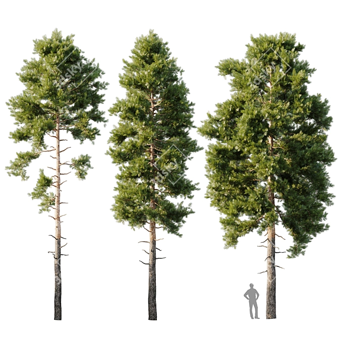 18m Pinus sylvestris Tree 3D model image 6