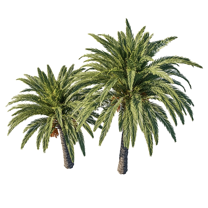 Phoenix Palm Tree 06: Detailed 3D Model 3D model image 2