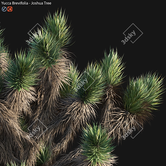 Desert Dream Yucca Brevifolia 3D model image 3